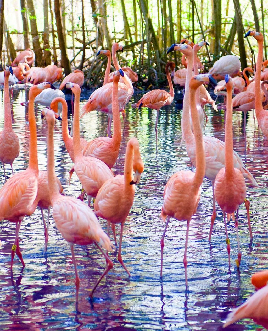 AVIARIO NACIONAL + PLAYA BLANCA